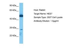 HES7 Rabbit anti-Human, Polyclonal, Novus Biologicals 0.1 mL | Buy Online | Novus Biologicals | Fisher Scientific